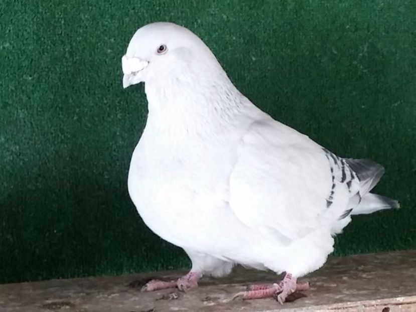  - Porumbei standard vanduti