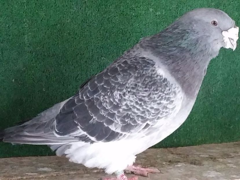  - Porumbei standard vanduti