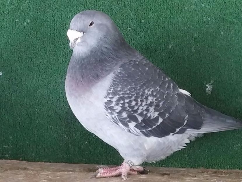  - Porumbei standard vanduti