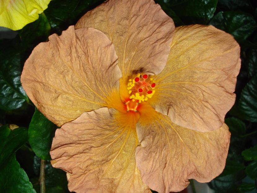  - Hibiscus Topaz Glory