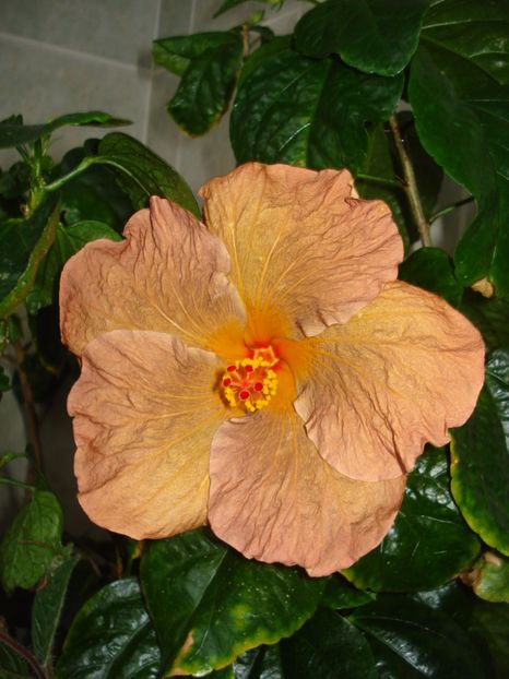  - Hibiscus Topaz Glory