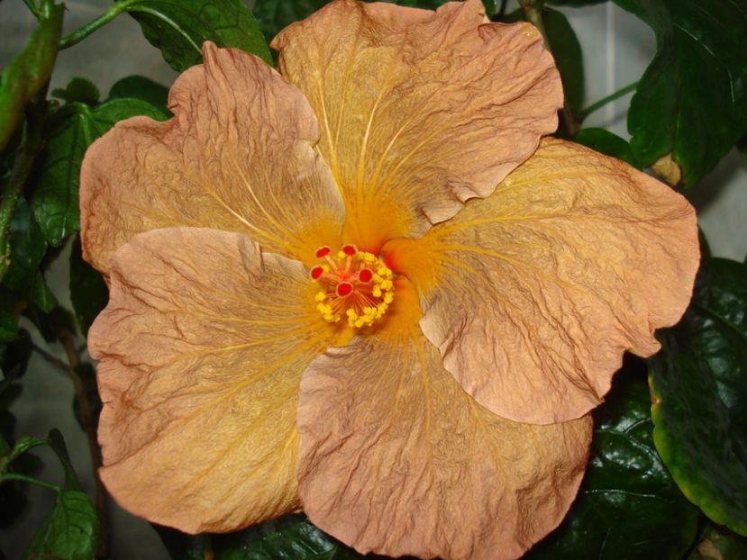  - Hibiscus Topaz Glory