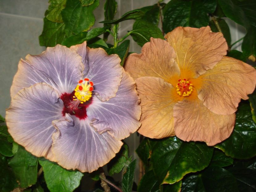  - Hibiscus Topaz Glory