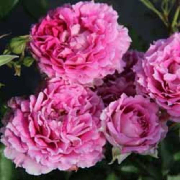 1241_2_1_princessedorient - Oferta trandafiri Japonia Sheherezade