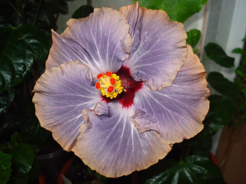  - Hibiscus Tahitian Moody Blue