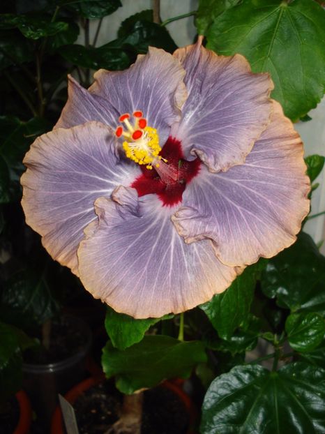  - Hibiscus Tahitian Moody Blue