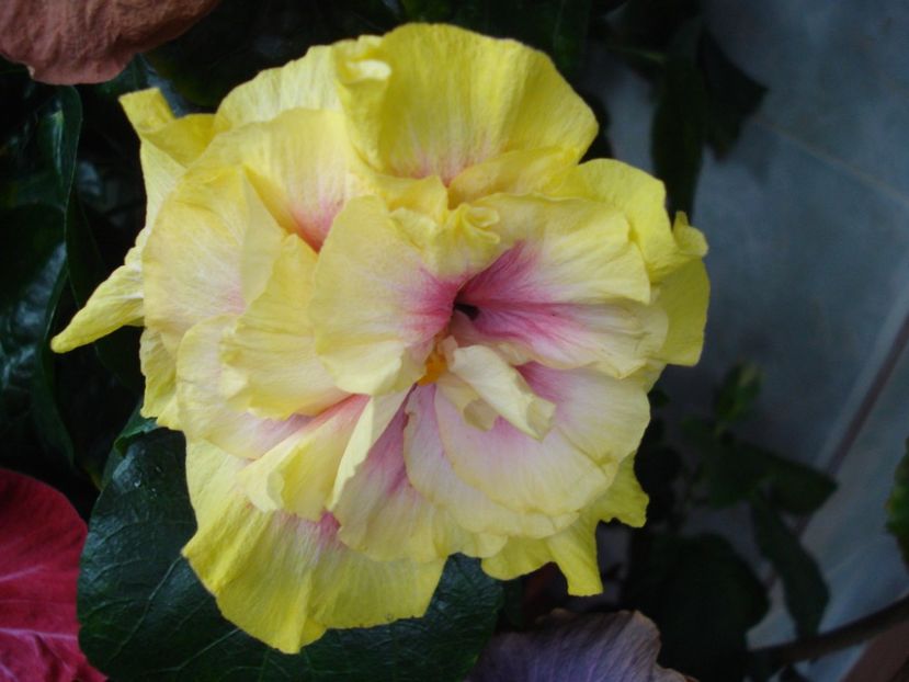  - Hibiscus Gator Magic