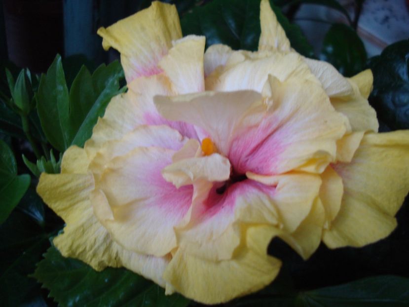  - Hibiscus Gator Magic