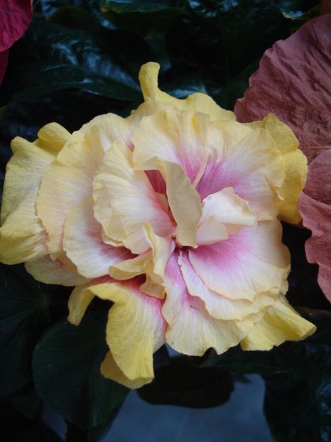  - Hibiscus Gator Magic