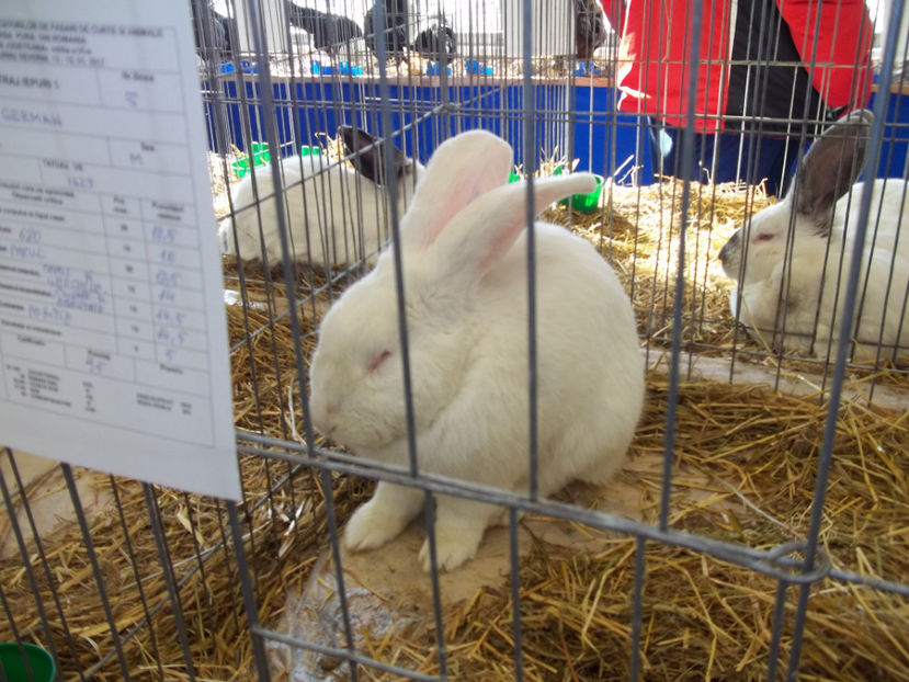  - Expo MEHEDINTI 2017