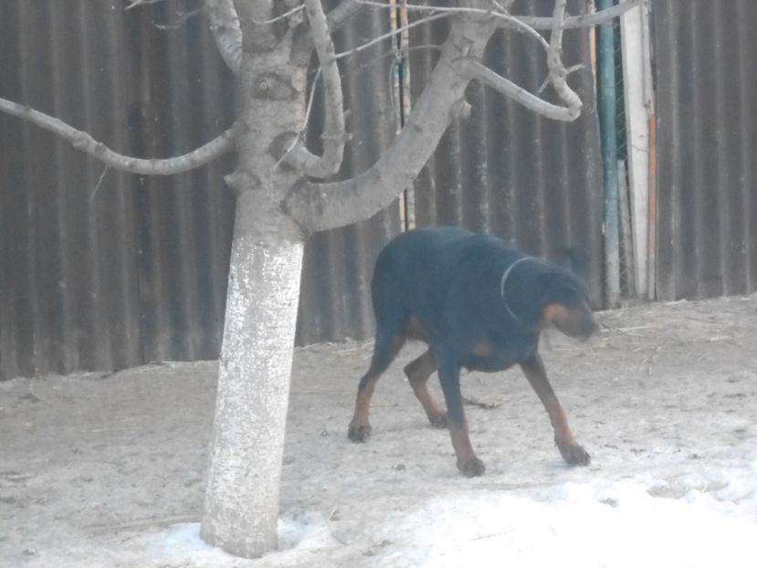  - animalutele mele