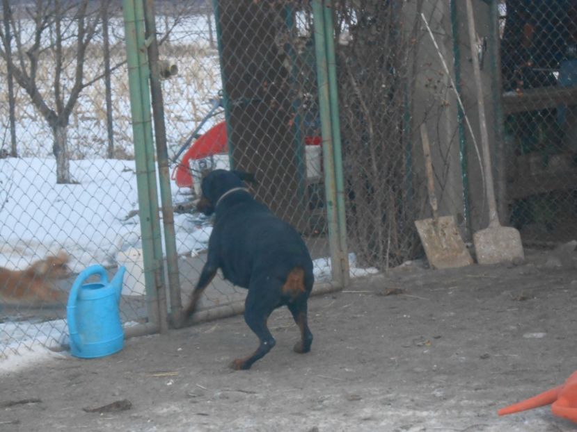  - animalutele mele