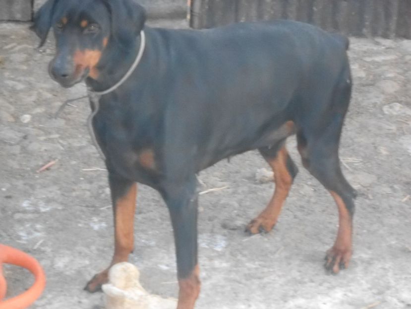  - animalutele mele