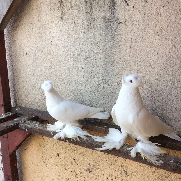  - 05-jucatori de botosani culoare pura