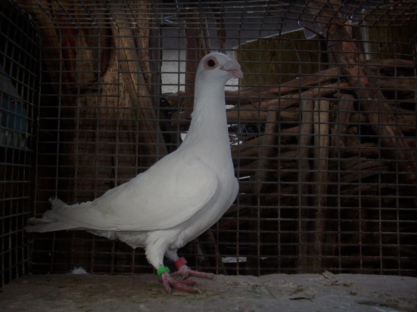 Femela 2014 - Porumbei voiajori stil vechi
