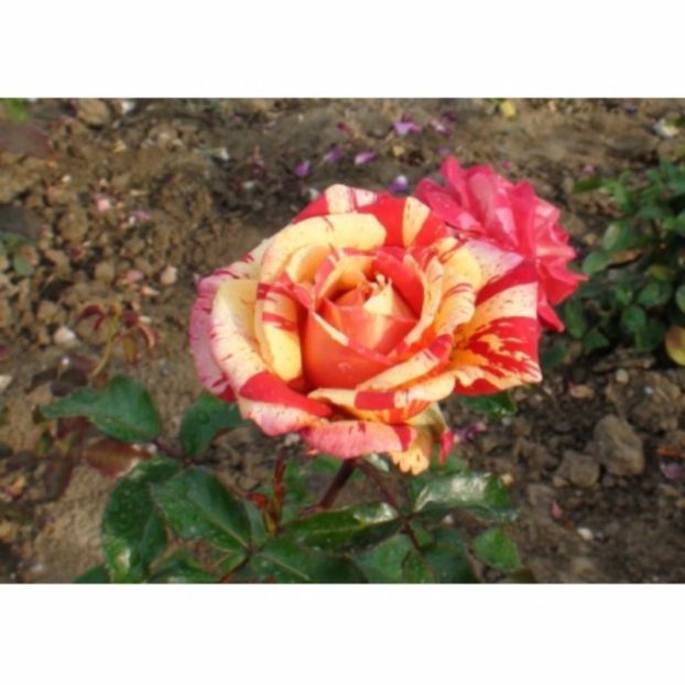 trandafiri-broceliande-3028_3028 - th broceliande