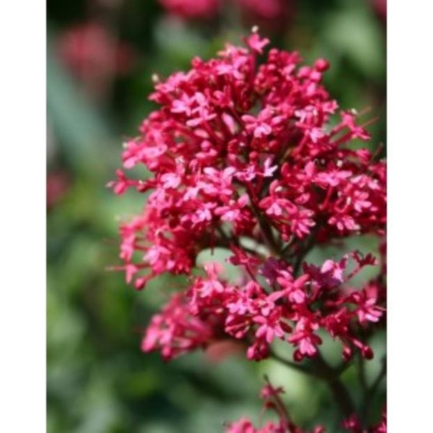 centranthus-ruber-coccineus - d Comanda plante noi achizitii 2017