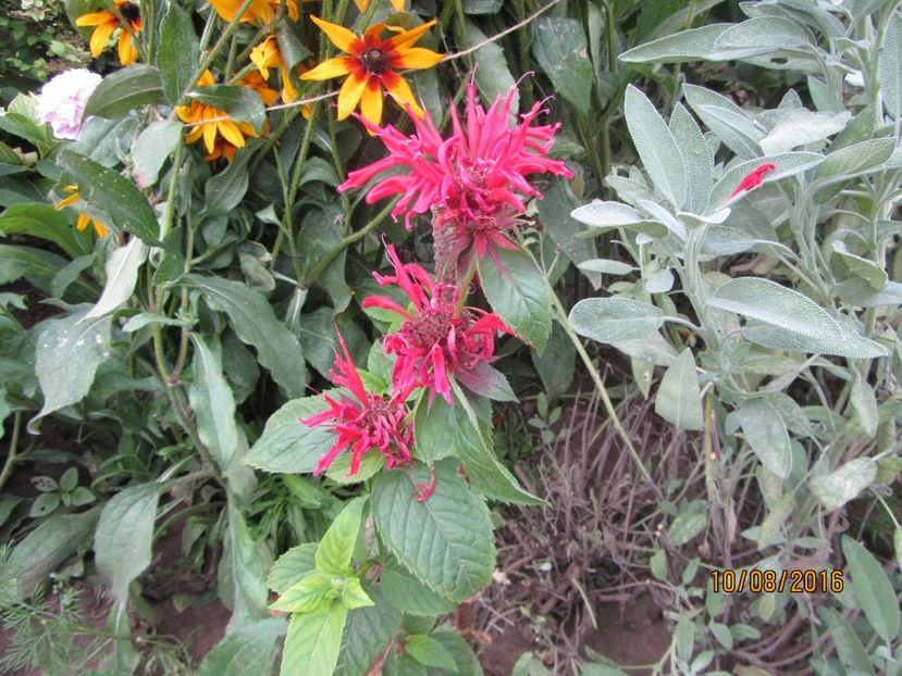 Monarda (2) - 2 vara