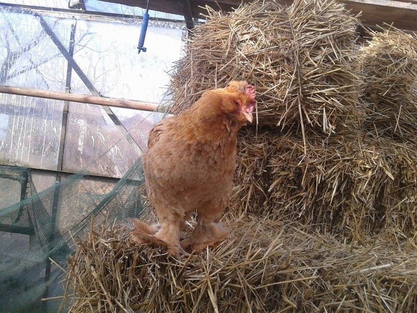  - J------------Gaini mai speciale