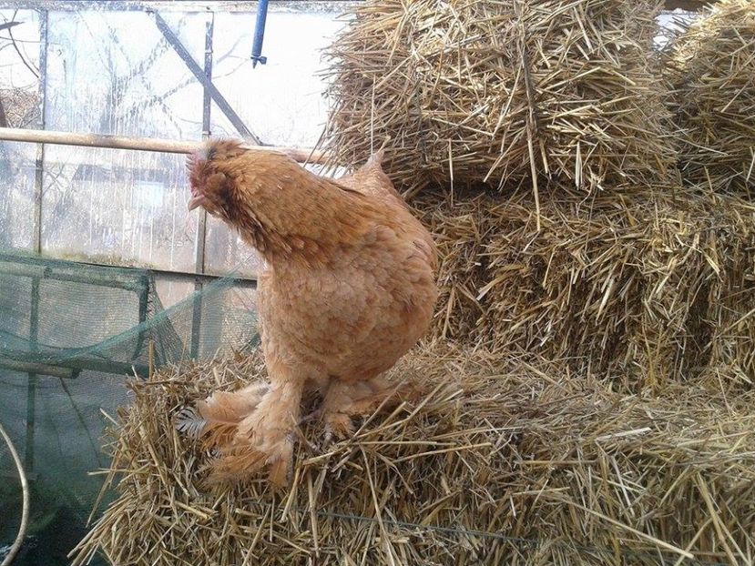  - J------------Gaini mai speciale