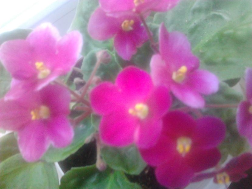 Photo2222 - Flori