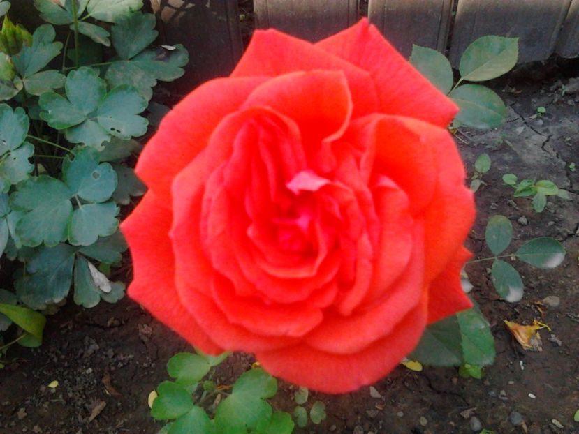 Fotografie0268 - Flori