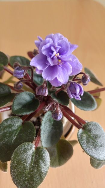 20170114_142532_HDR - 1 - Violete Comune