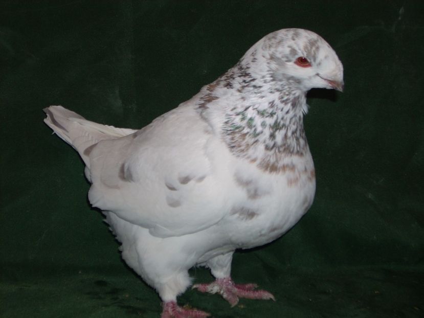 F2016  .150 lei - 02-Matca AGH