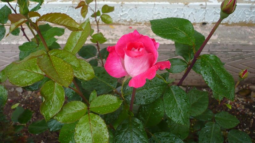P1150286 - th rose gaujard