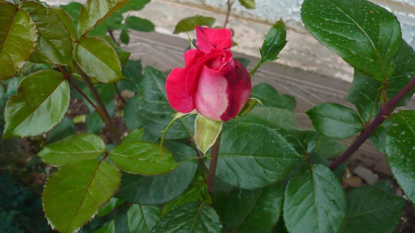 P1150260 - th rose gaujard