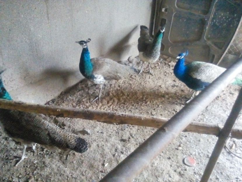  - pauni