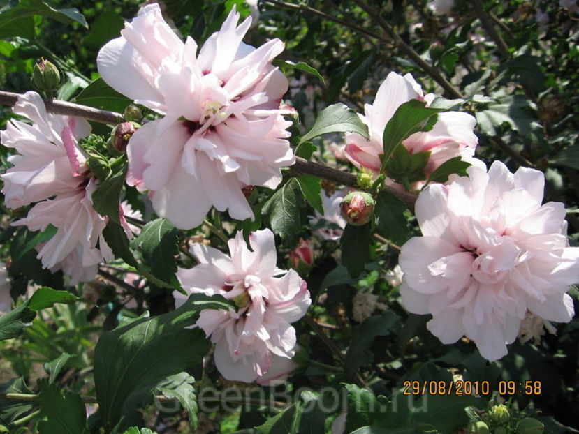 Hibiscus syriacus lady stanley - COMANDAT