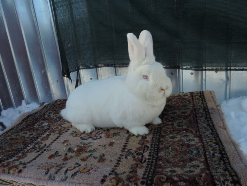 din iulie 2016-productie proprie