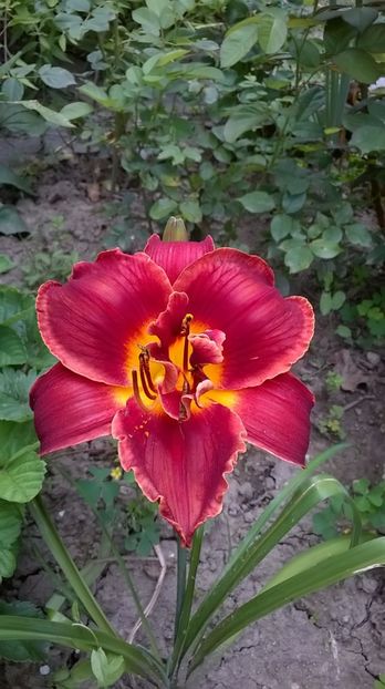 Highland Lord - 2016 Hemerocallis