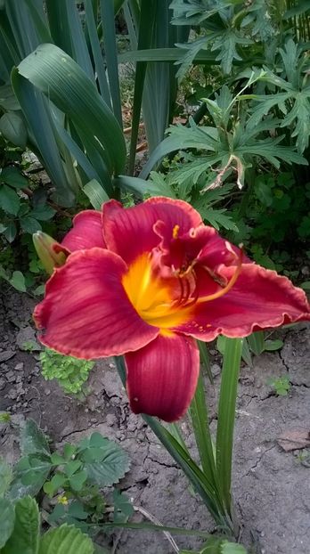 - 2016 Hemerocallis