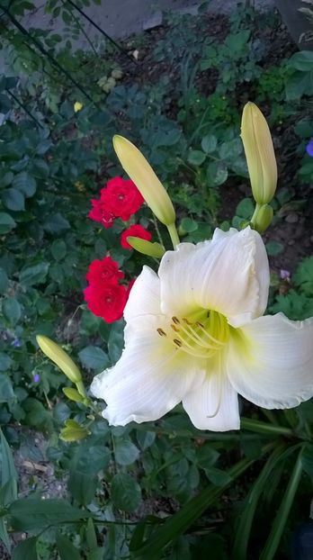  - 2016 Hemerocallis