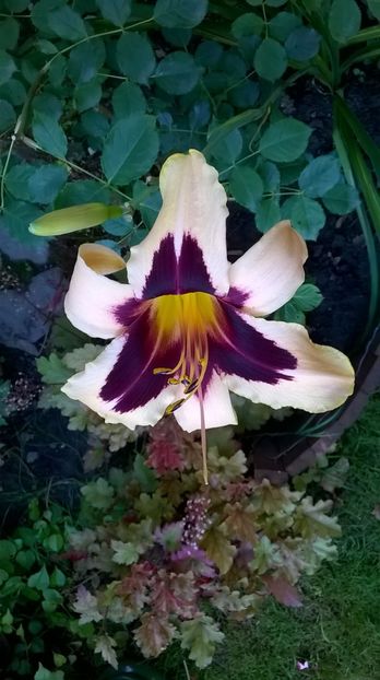  - 2016 Hemerocallis