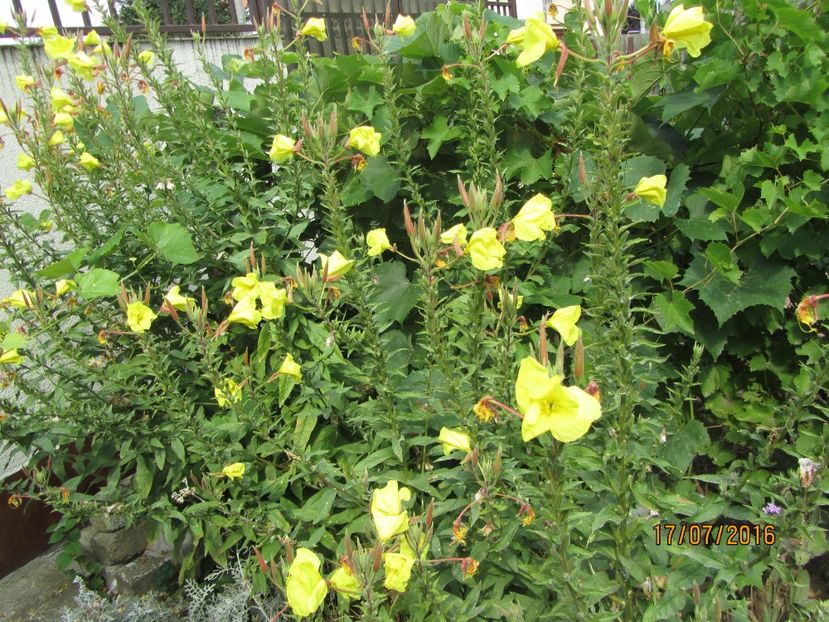 Oenothera biennis
