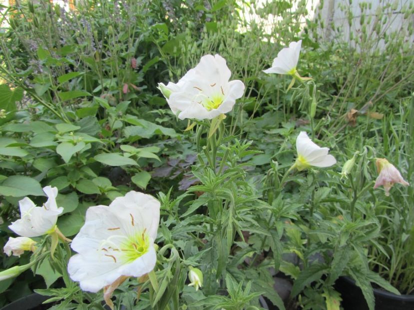 Oenothera speciosa (6)