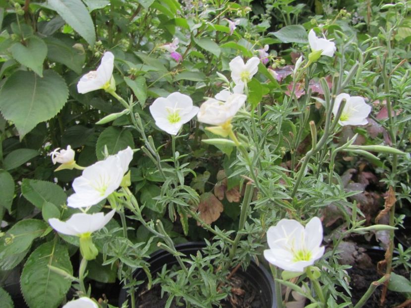 Oenothera speciosa