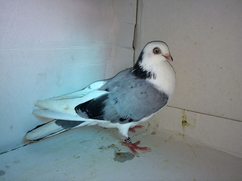 12123  femelă  2016