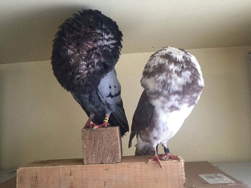 received_751378225035627