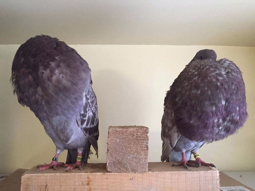 received_751378178368965