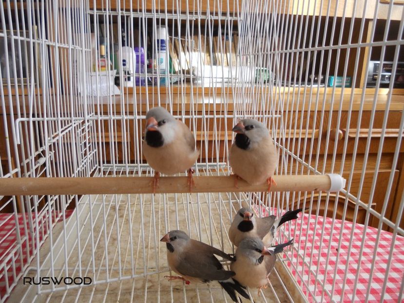 PUI SPIT AMANDINE DECEMBRIE 2016