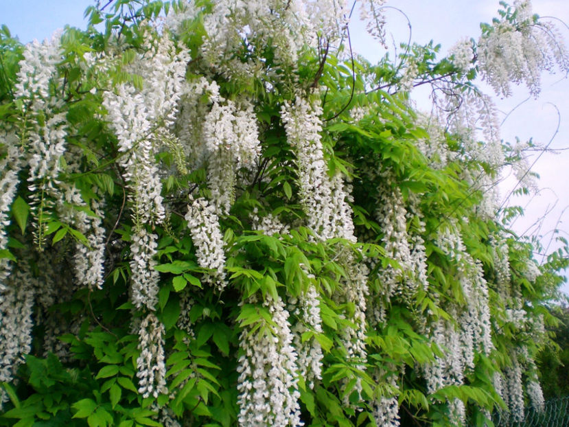 Wisteria_floribunda_alba