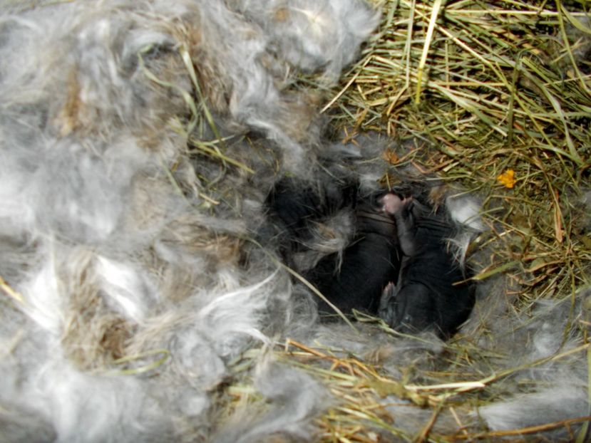 Tata: Wolf,3 pui gri fier - Femela gri - Vanesa