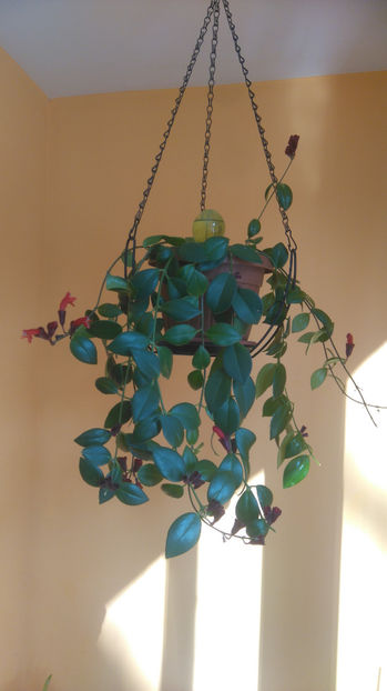 aeschynanthus twister - Flori apartament