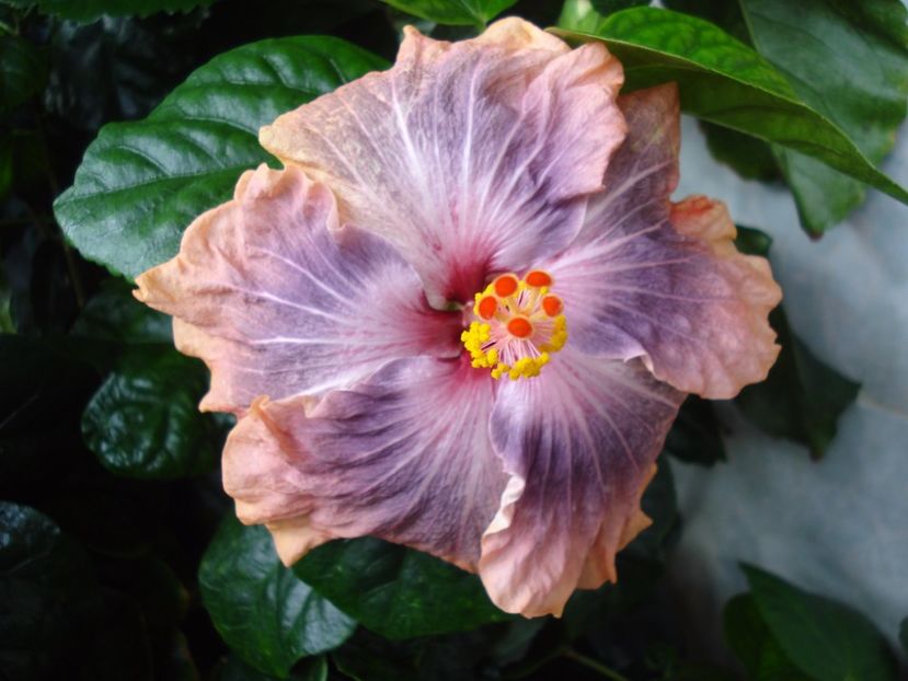  - Hibiscus Gabriel