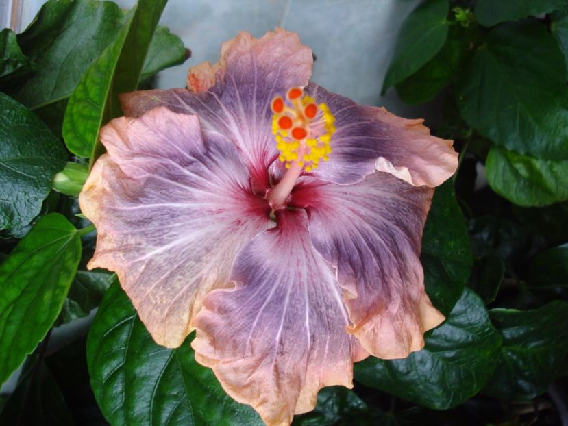  - Hibiscus Gabriel