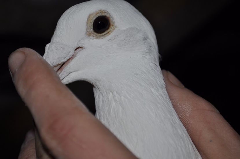 _DSC0237 - Porumbei la gramada